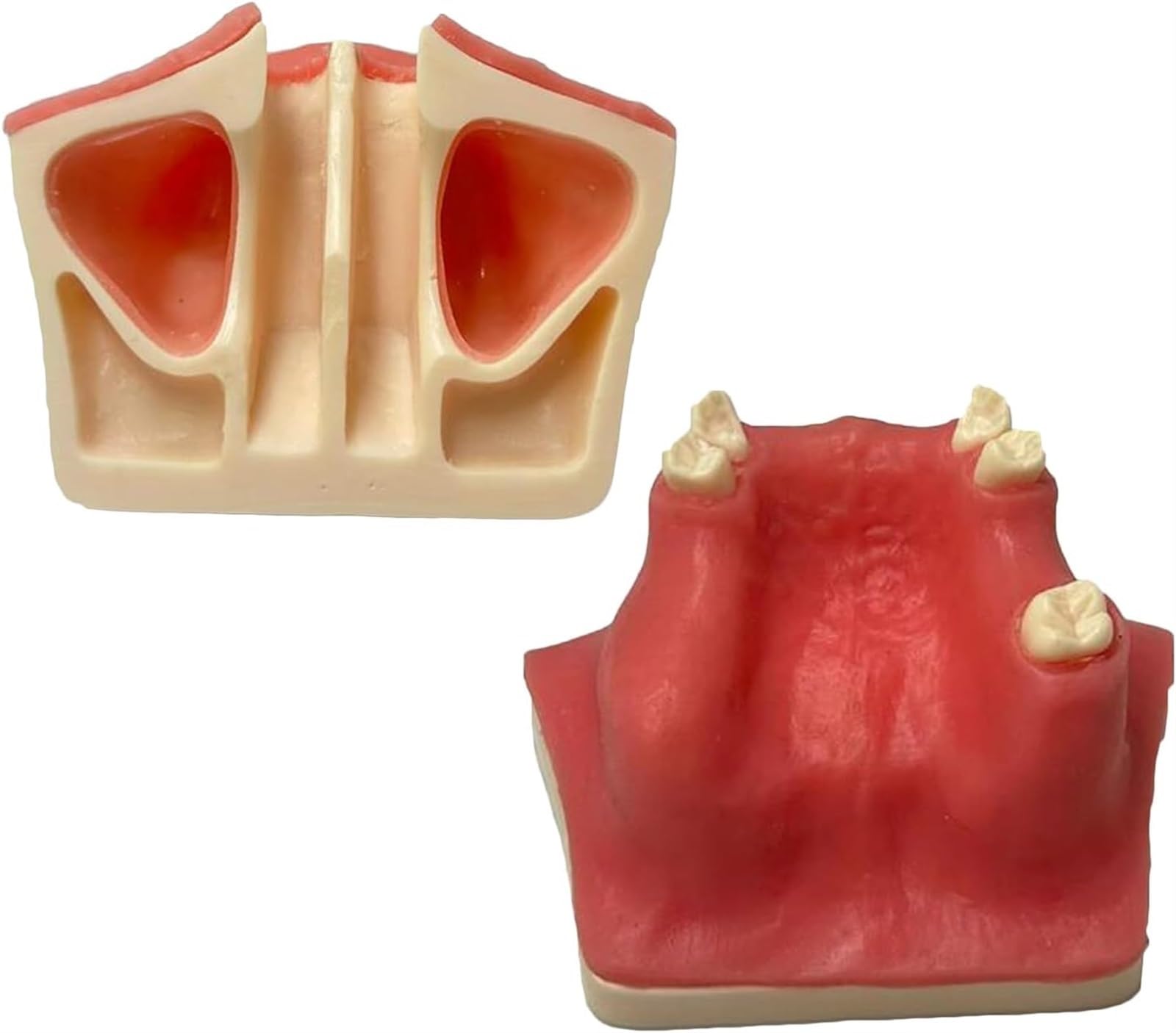 Implantat-Modell Oberkiefer-Sinus-Lift-Übung Weiches Zahnfleisch Oberkiefer-Sinus-Lift-Übungsmodell – Zahnimplantat-Übungsmodell – Orale Simulation Implantat Weiches Zahnfleisch-Zahnmaterial