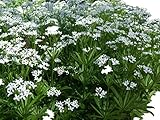 25 Samen vom Waldmeister Echter Waldmeister (Galium odoratum) 25 Samen