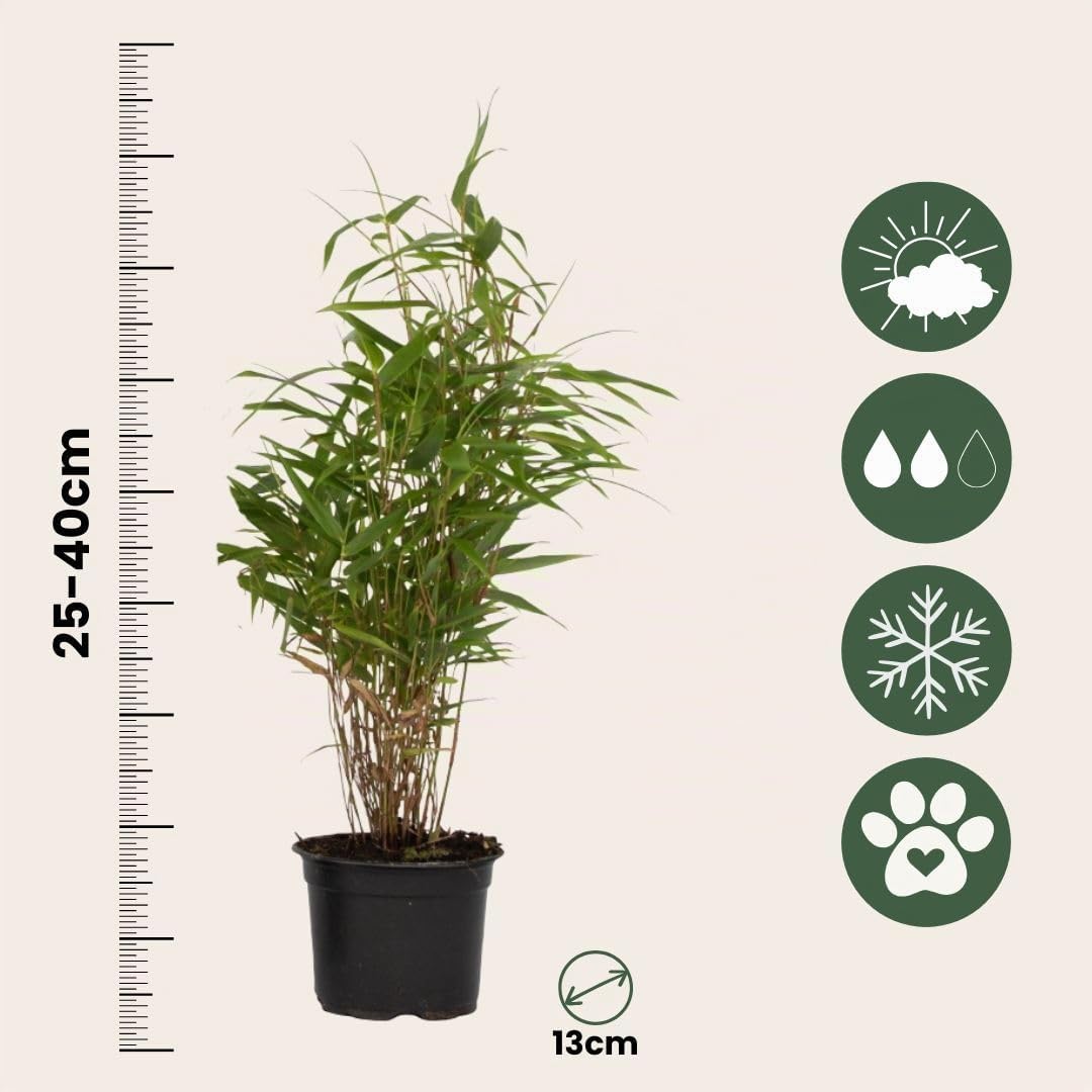 Plant in a Box - Fargesia Rufa Bamboo - Set di 6 - Non strisciante - Vaso 13cm - Altezza 25-40cm