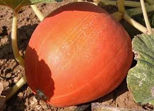 Miniatura 2 de Calabaza, semillas de calabaza Jack O Lantern, reliquia, sin OMG, 100 semillas