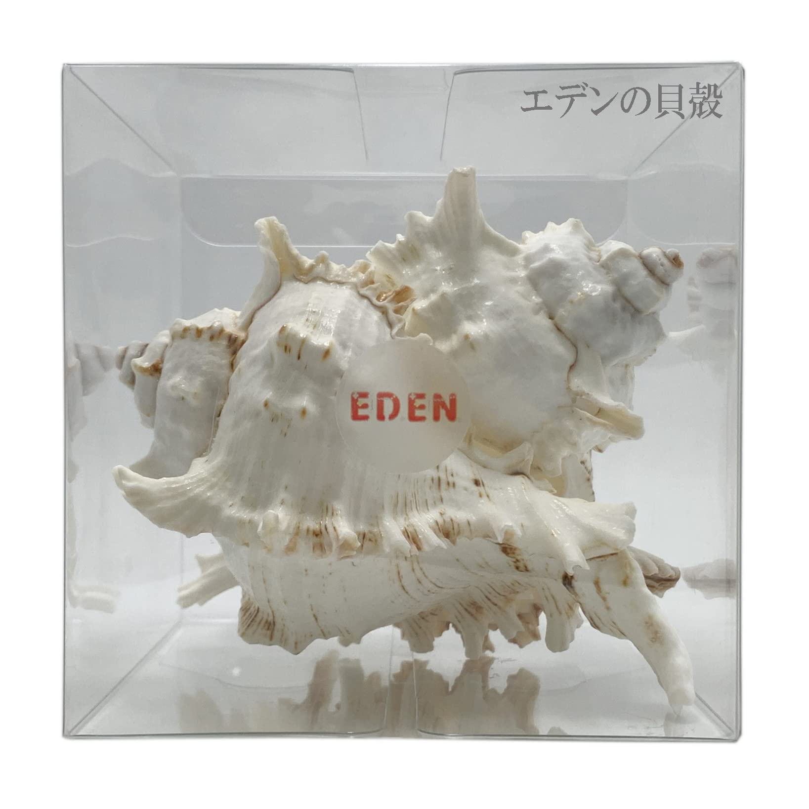 テングガイ　標本 海　貝殻 イタリア アート アンティーク 貝 オブジェ 雑貨 オウムガイ 標本 貝殻 インテリア アート アンティーク 貝