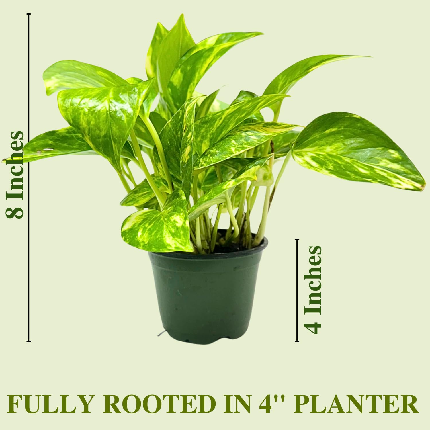golden pothos care Golden Pothos in Trellis, Epipremnum Aureum