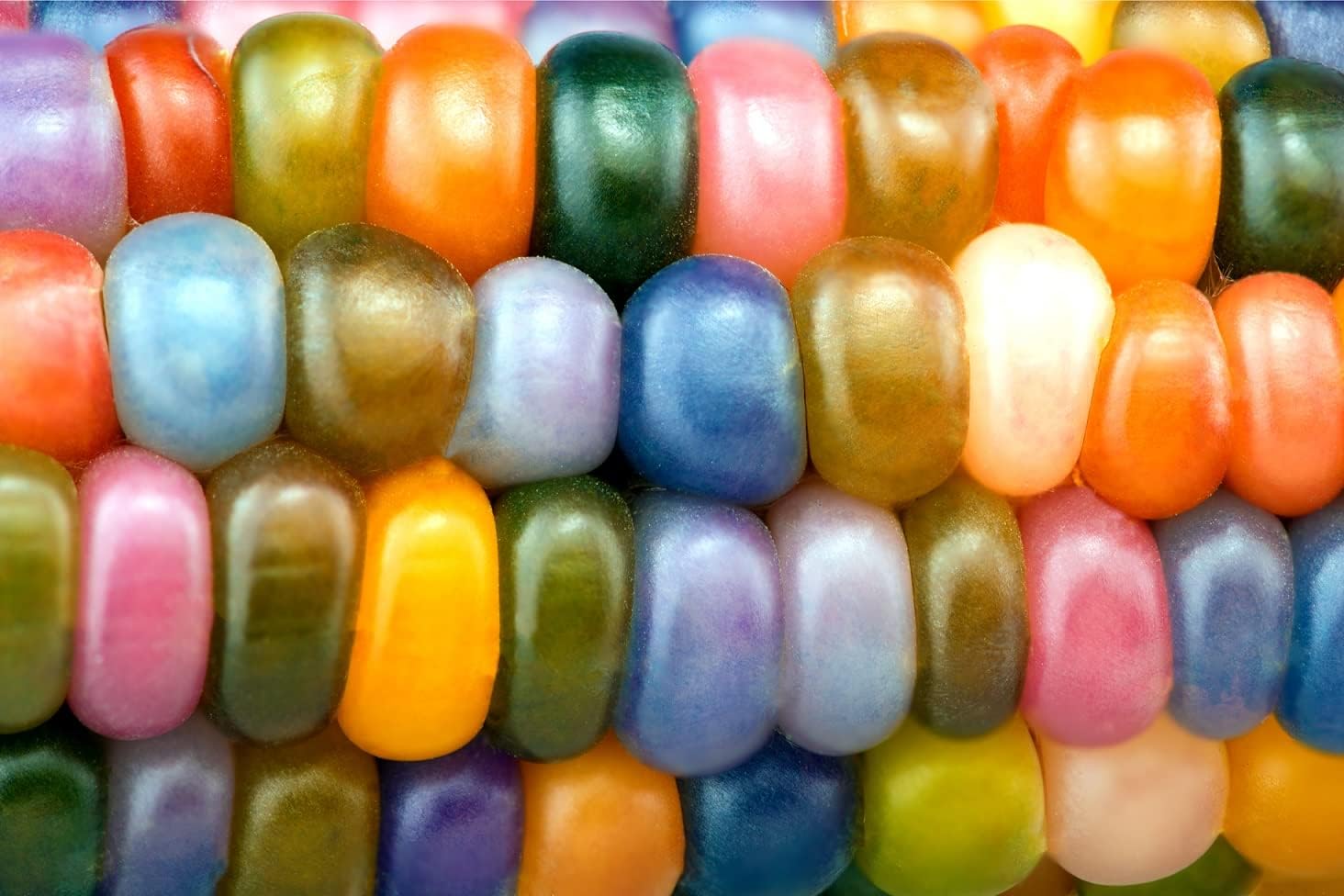 Glass Gem Indian Corn Seeds for Planting 25+ Seeds