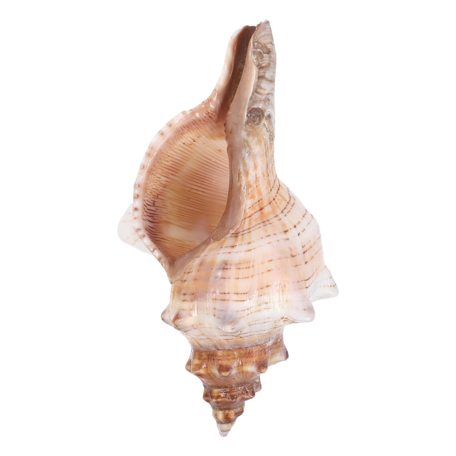 Conchiglie di Mare Naturali 16-18 Cm, Riempitivi Decorativi per Vasi e Acquari, Accessori a Forma di Conchiglia per Decorazioni Casa e Feste Tema Spiaggia