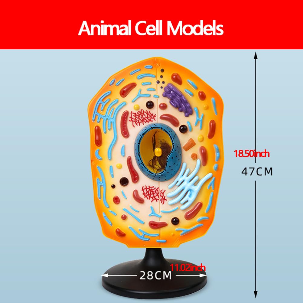 Modèle de cellules animales et végétales 4 pièces - Modèle Anatomique médical d'enseignement - Modèle d'exposition pédagogique Biologique Comparative