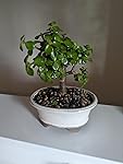 Review Image by Amazon Customer