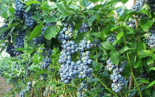 1019-Blueberry Highbush (Vaccinium Corymbosum) Seeds By Robsrareandgiantseeds Upc0764425785958 Non-Gmo,Organic,1019 Package Of 50 Seeds #TOP2