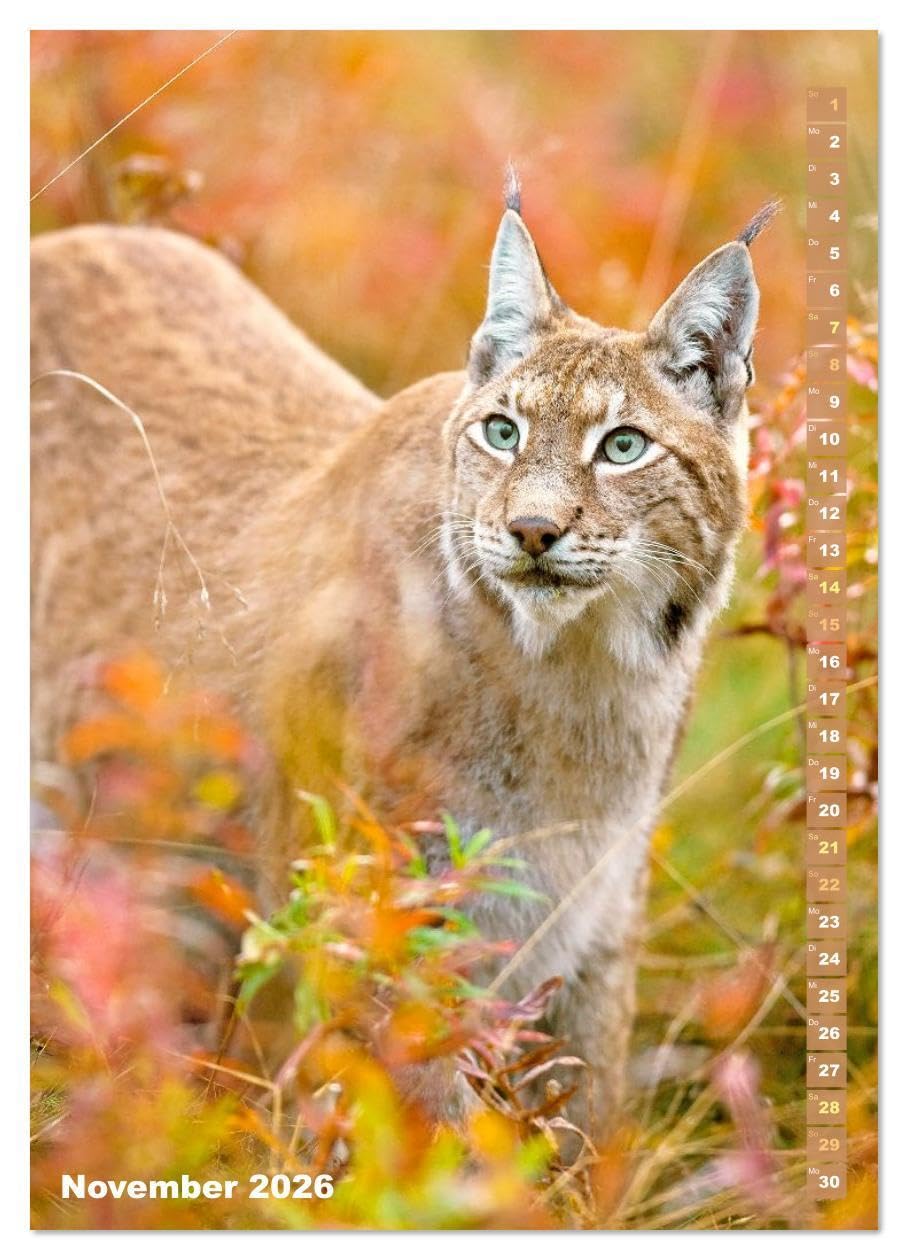 Raubkatzen: Die Jäger auf leisen Pfoten (hochwertiger Premium Wandkalender 2026 DIN A2 hoch), Kunstdruck in Hochglanz: Sprungkraft, Eleganz und Schönheit: Jaguar, Löwe und Tiger (CALVENDO Tiere)