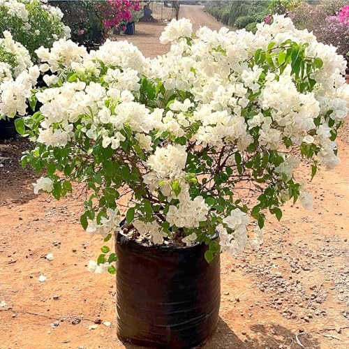 Zoropic Enterprise White Bougainvillea Live Flowering Plant | Healthy Fresh Outdoor Garden Plant for Home Balcony Terrace | Colourful Bougainvillea Sapling Ideal for Landscaping & Decoration (No Pot)