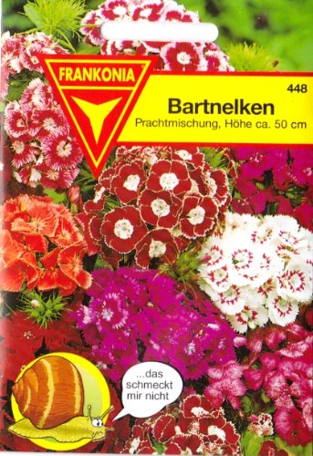 Bartnelke, Nelken, Dianthus barbatus, ca. 250 Samen Bartnelke, Nelken, Dianthus barbatus, ca. 250 Samen