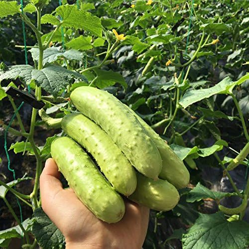 OCJEDEEE White Jade Cucumber Seeds Rare Delicious Cucumber Fruit and Vegetable Seeds for Home Garden Planting
