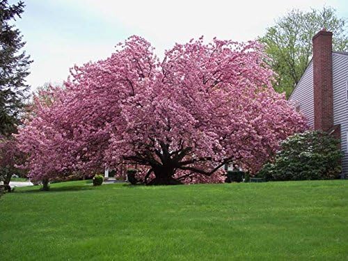 KWANZAN Cherry Tree - Double Flowers 3 - Year Live Tree