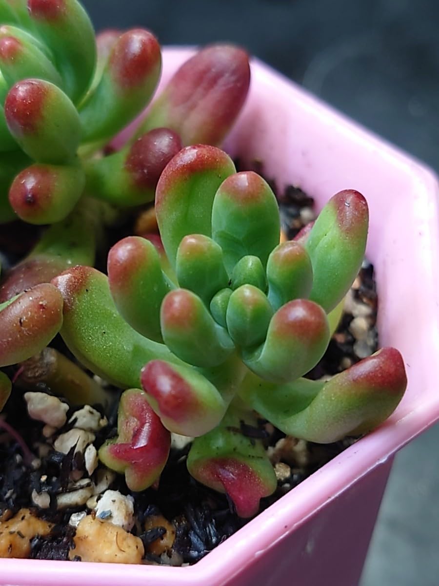 Amazon.co.jp: 多肉植物 韓国苗 ルビーティント 3カット : DIY・工具