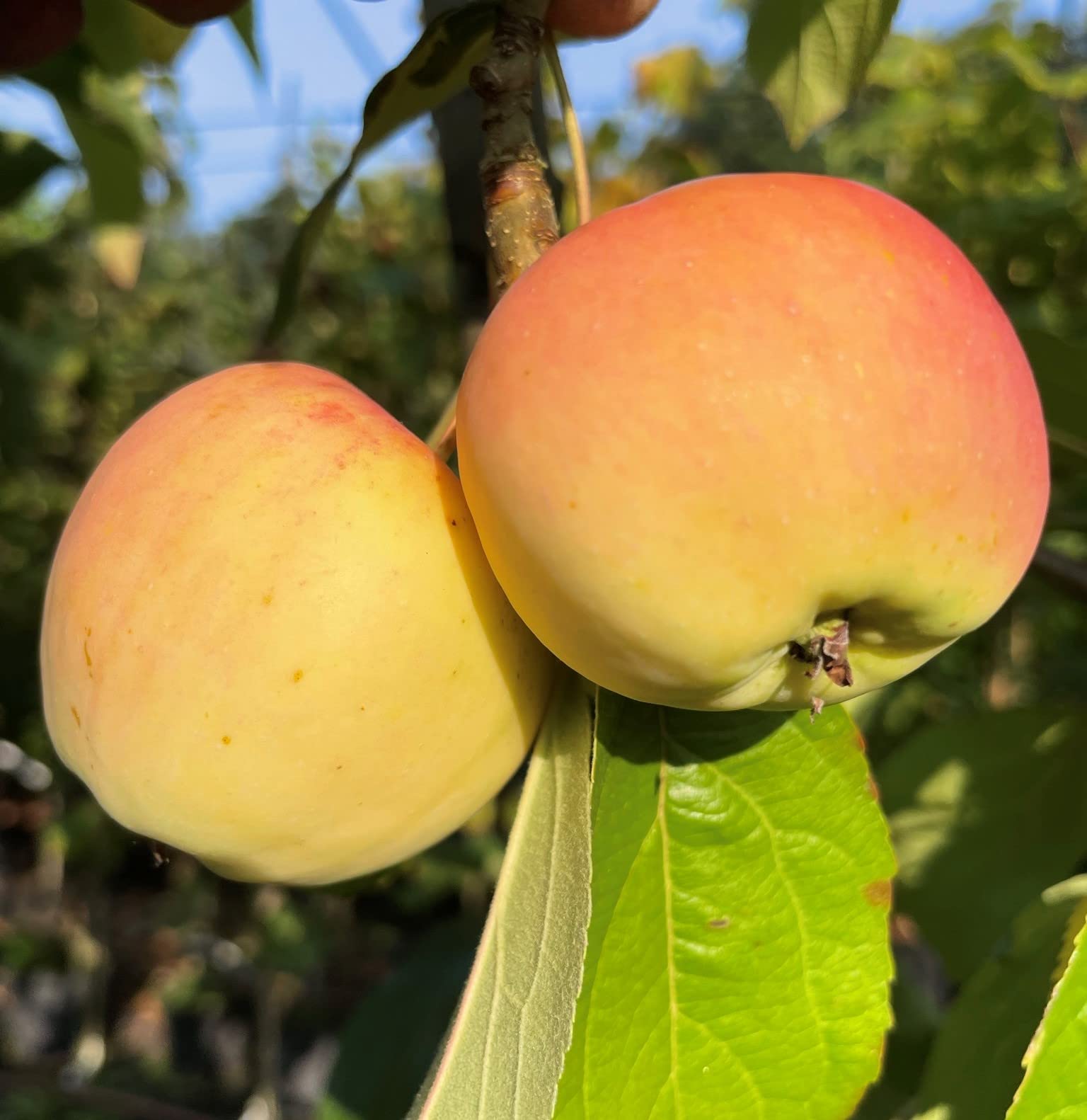 Apfelbaum Kitaika Medoк, Miniapfel Medok, Honigapfel