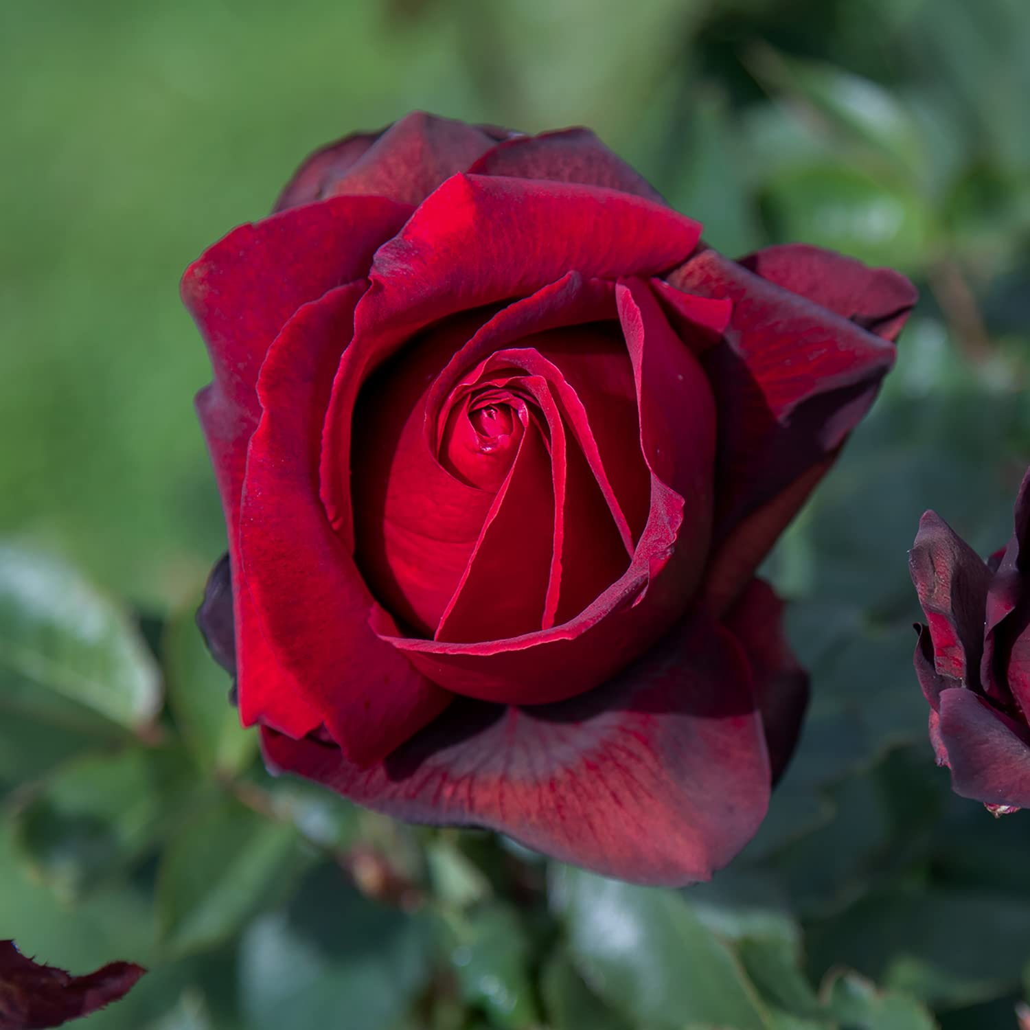 Rosa Nautica Barni® In Vaso - Color Lilla Lavanda, Rifiorente Per Balconi E Giardini - Foto 7