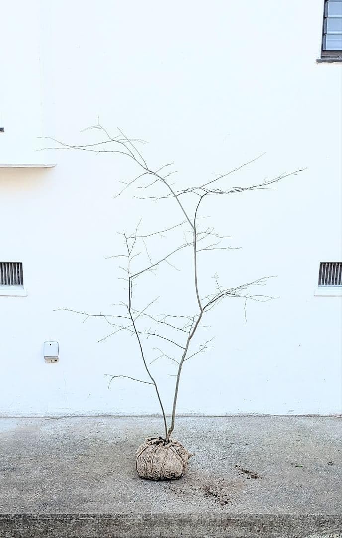 山採りアオハダ