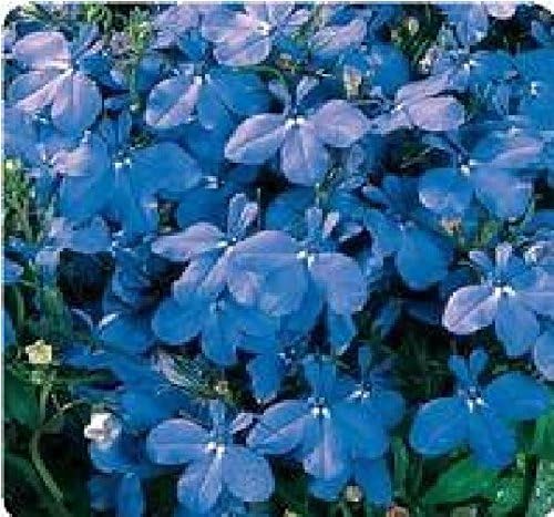 Just SeedFlower - Lobelia Bedding - Riviera Sky Blue - 2000 Seed - Annual