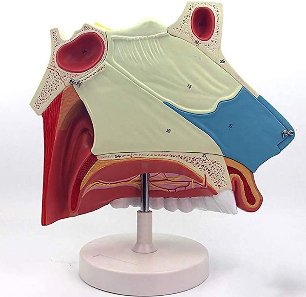 Buy LHMYHHH Human Medical Nasal Cavity Anatomical Model ENT Endo Nasal