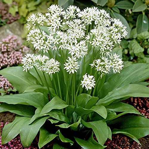 Ramsons Wild Garlic Allium ursinum120 Seeds Perennial