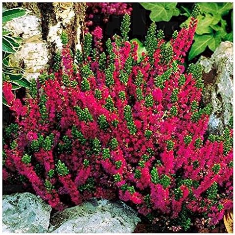 3 Pack (9cm Pots) Heather Calluna vulgaris 'Dark Beauty' Dark Green Foliage Cerise/Ruby Red Flowers Cover