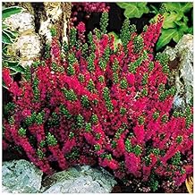 [x3] Scottish Heather Calluna Vulgaris 'Dark Beauty' | Multi-Pack | Evergreen Shrubs | Outdoor Garden Ready Plants | Summer and Autumn Flowering | Cerise, Ruby-Red Flowers