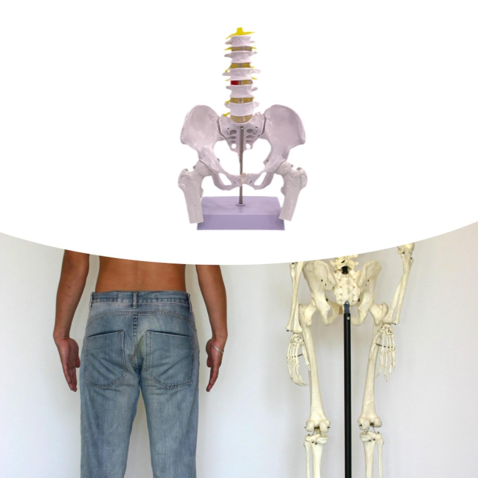 Modèle Du Bassin Féminin Modèle Anatomique Squelette Féminin Outil Pédagogique Médical Matériel PVC Robuste Adapté à L'Enseignement Universitaire Rech, Style B