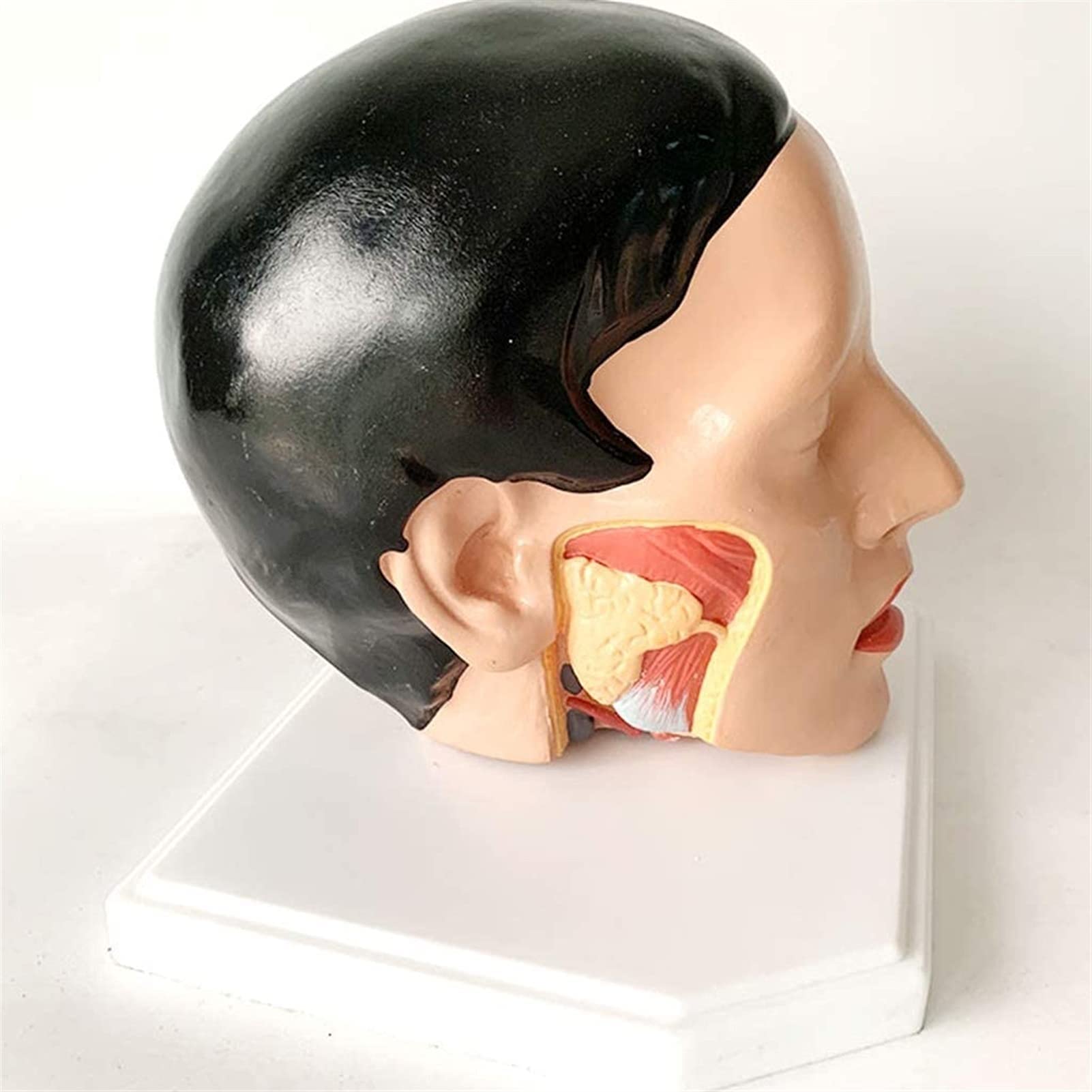 Modelo Cuerpo, Modelo Esqueleto, Modelo Educativo, Modelo Cerebro, Modelo Arteria Craneal, Cerebro Humano Extraíble Ayuda Educativa Médica, Equipo Laboratorio