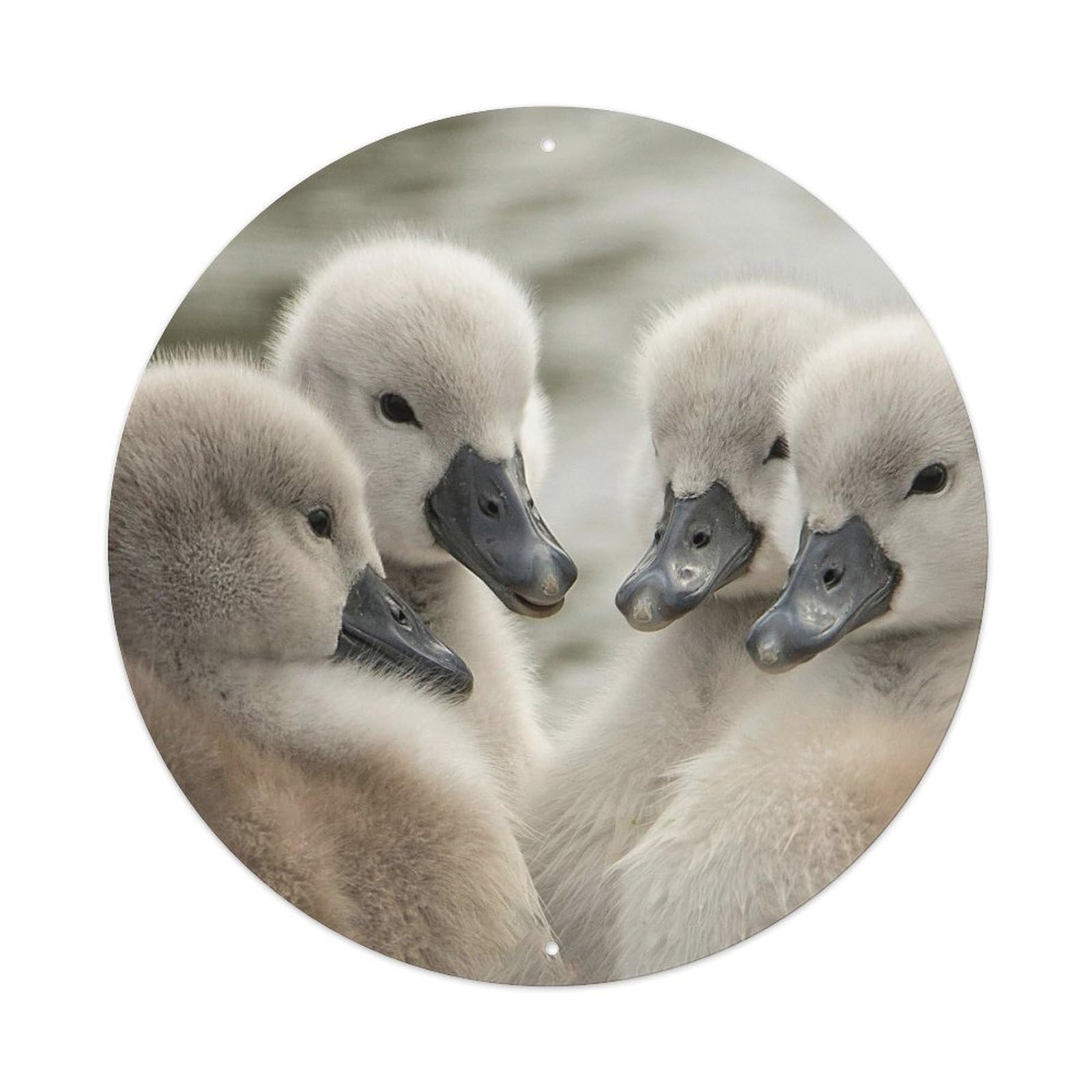 Cute Swan Cygnets Bird Wildlife Nature Vintage Metal Tin Sign