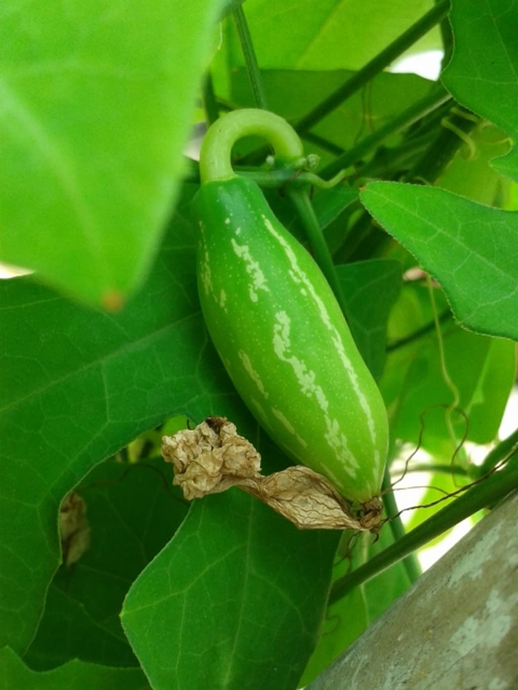 OhhSome Plant For Garden Live Ivy Gourd Balcony/Terrace (Stem Cutting) (Healthy Plant) (B09L8JV6V9) Amazon Price History, Amazon Price Tracker