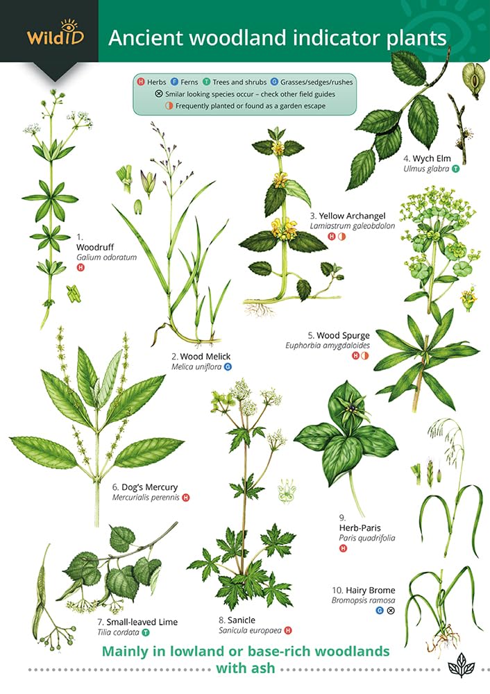 Guide to Ancient Woodland Indicator Plants (Paperback Book)