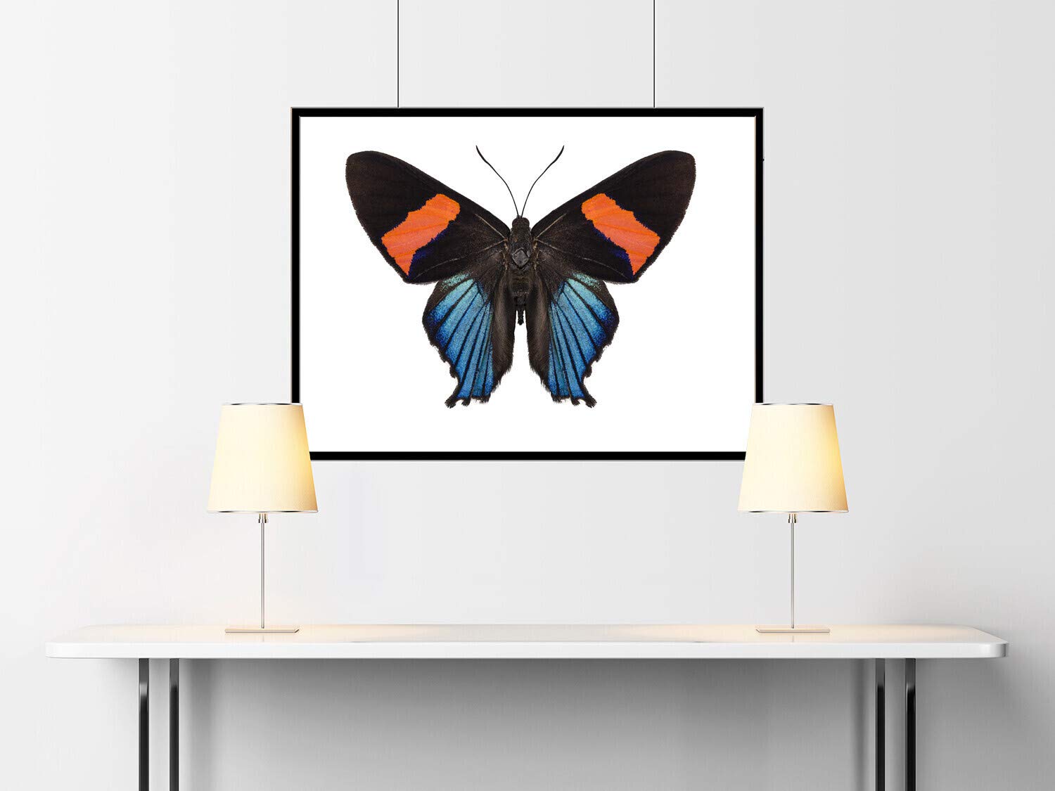 Florida State Reef Creatures Fish ID for Scuba Divers and Snorkelers