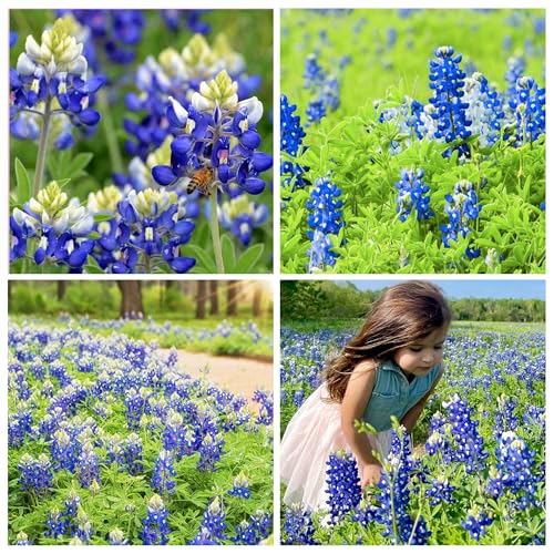 750+ Blue Lupinus Texas Bluebonnet Wildflower Seeds for Planting Home Garden Flowers