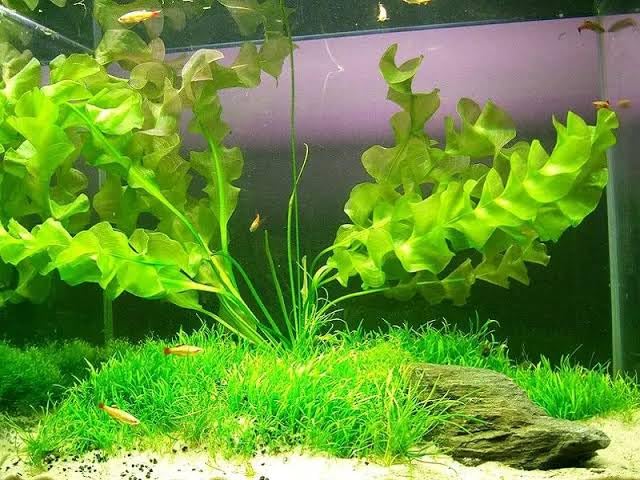 "Premium Aponogeton Aquarium Plant - Vibrant and Hardy Water Greenery for Aquascaping" (pack of 5) (B0CJ78NWX8) Amazon Price History, Amazon Price Tracker