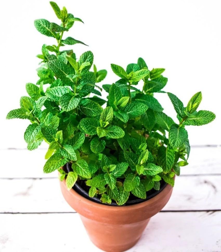 Pudina plants for home garden || Plant for pudina home garden || Pack of 1 (B0CZ78X7XD) Amazon Price History, Amazon Price Tracker