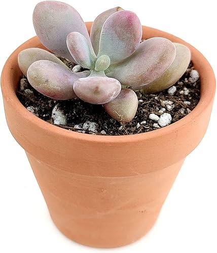 Miniatura 10 de Succulents Box Moonstones Pachyphytum (2 pulgadas) Suculenta rara saludable y viva