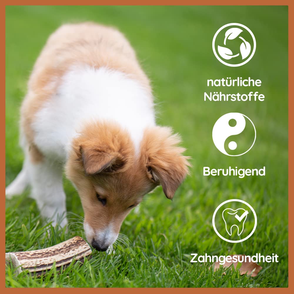 Wildfang® Rothirsch-Geweih Kauspielzeug – Hundespielzeug mit Lachs-Hirschgeweih, Zahnpflege für Hunde ohne Zusätze, natürliche Hirschgeweih Geweihe, ideal als Kauknochen Hund über 25 kg – 3er Pack
