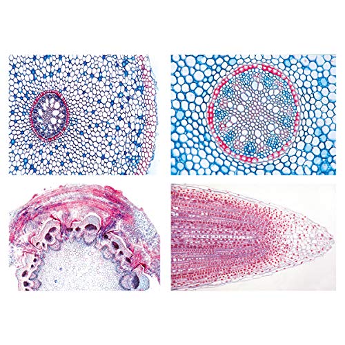 Image of 3B Scientific GmbH W13018F Angiospermae III. Roots -
