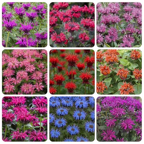 900+ Perennial Mix Bee Balm Flower Seeds for Planting-Non-GMO Heirloom Plant Seeds Garden Outdoor-Attracts Butterflies Bees