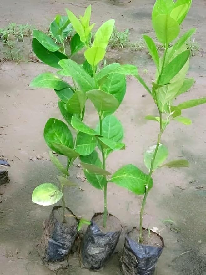 Image of Desi Lemon Fruit Plant Live - Mini Size Baby Plant (1-2 Feet) | Outdoor Citrus Tree for Home Garden | Indian Nimbu Plant | Pack of 1