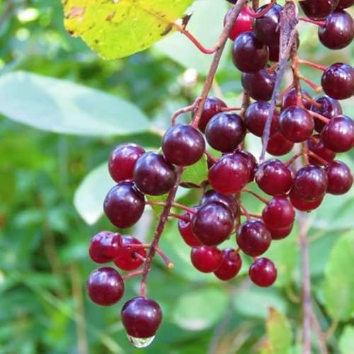 Chokecherry Tree - 18-24" Tall Live Plant - Gallon Pot - Native Red Choke Cherry Berry Shrub - Prunus Virginiana