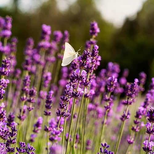 English Lavender Plants Live Outdoor and Garden, 3-Inch Pot, Cold-Hardy