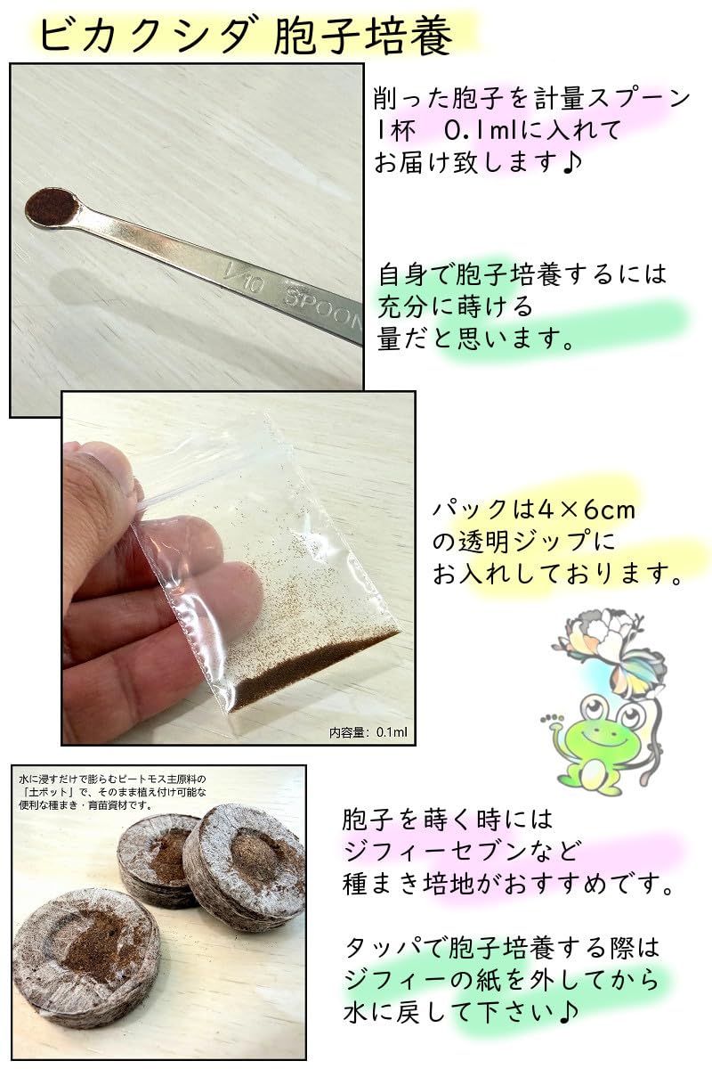 Amazon｜胞子 販売 【Ridleyi Wild Borneo リドレイ ワイルド】 胞子