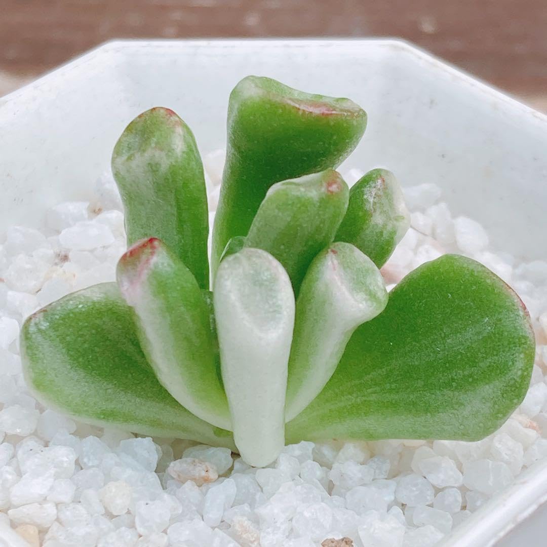 Amazon.co.jp: 12 ゴーラム錦 多肉植物 韓国苗 カット : おもちゃ