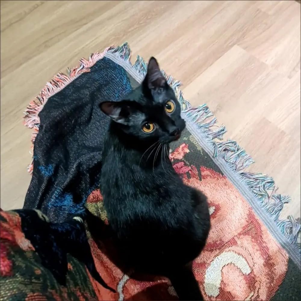 Manta de gato para sofá, manta para mascotas, manta de otoño para Halloween, regalo para amantes de los gatos