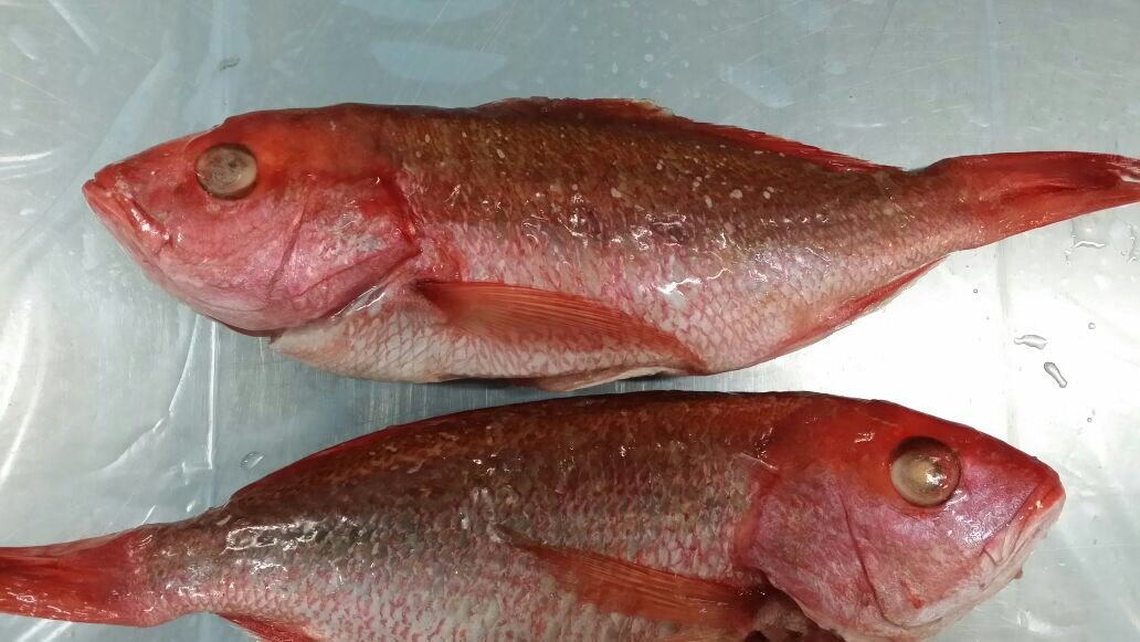 1-1.5 Lb Red Snapper Whole GGS, 10 Lb Case