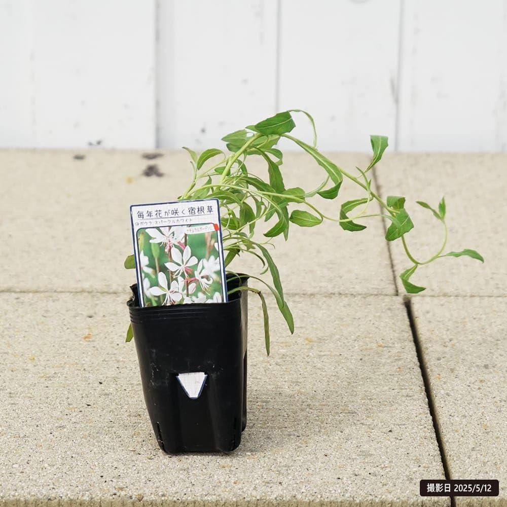 Amazon.co.jp: ガウラ （ハクチョウソウ） 【スパークリング