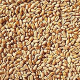 vogelfood Weizen Futter 25 kg Hühnerfutter, Vogelfutter, Nagerfutter, Kaninchenfutter Weizenkörner Getreide