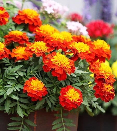 Miniatura 3 de 200 piezas de semillas mixtas de caléndula para decoración del hogar bonsái