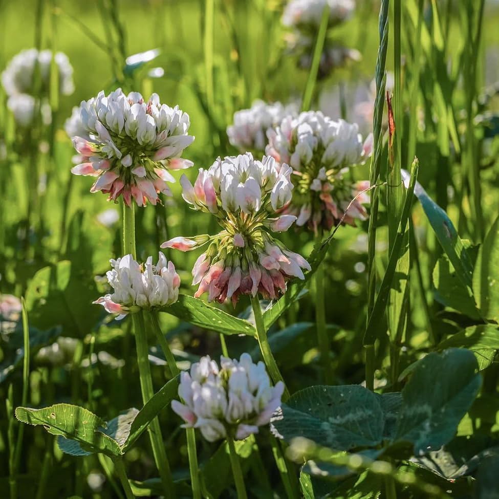 100g White Clover Green Manure Seeds Fix Nitrogen & Improve Soil Structure