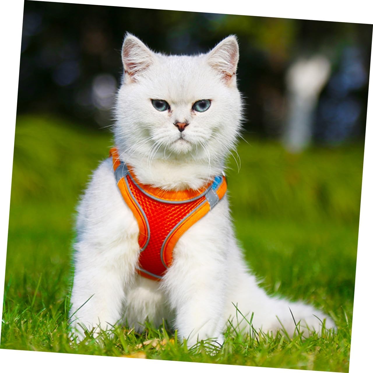 SHOWERORO Pet Vest Leash Set Xs, Breathable Reflective Mesh Dog Harness and Cat Leash, Adjustable Chest Strap for Puppy and Kitten Outdoor Walking Safety